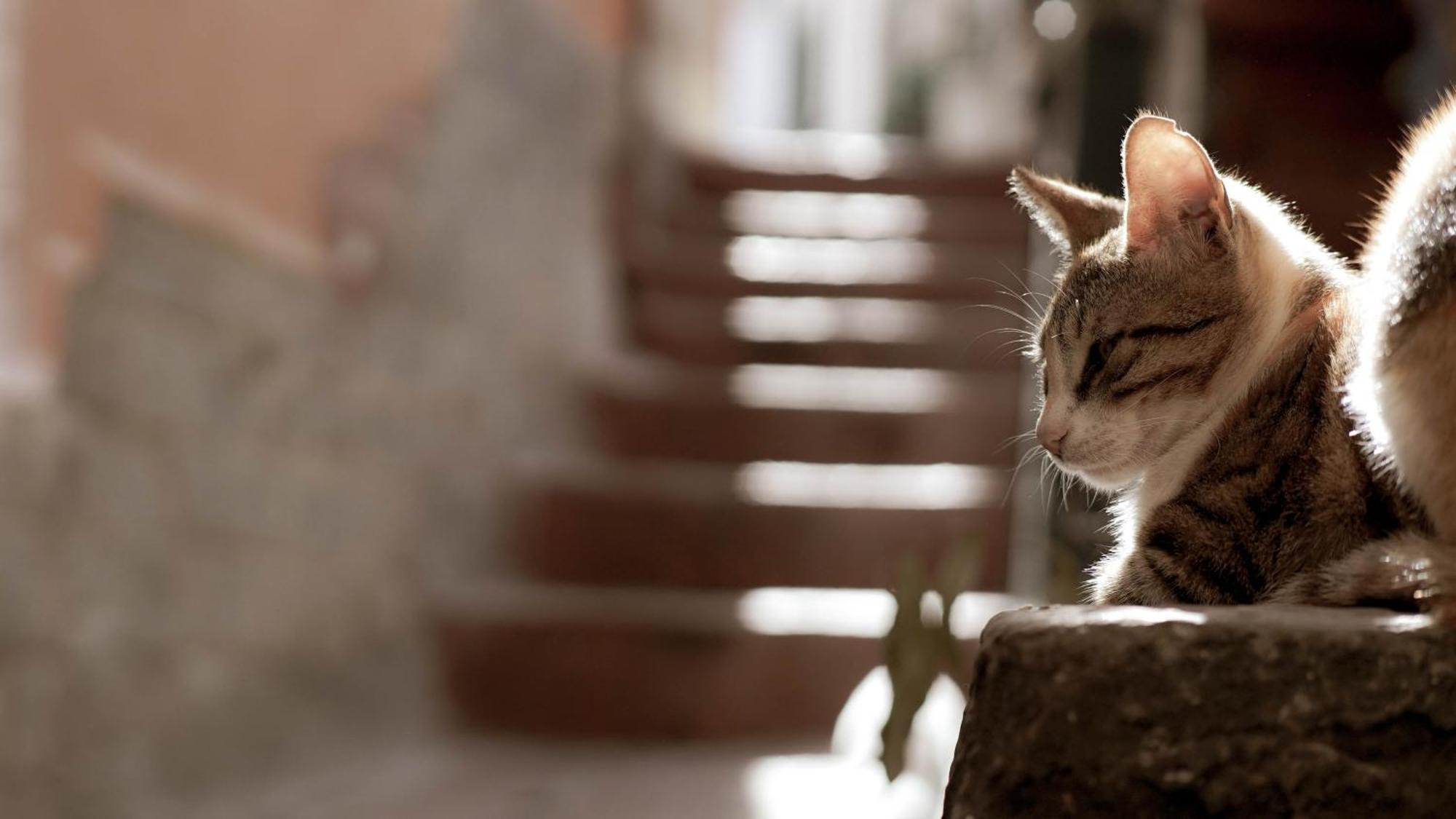 Апартаменты Casa Nel Borgo Dei Gatti Четара Экстерьер фото