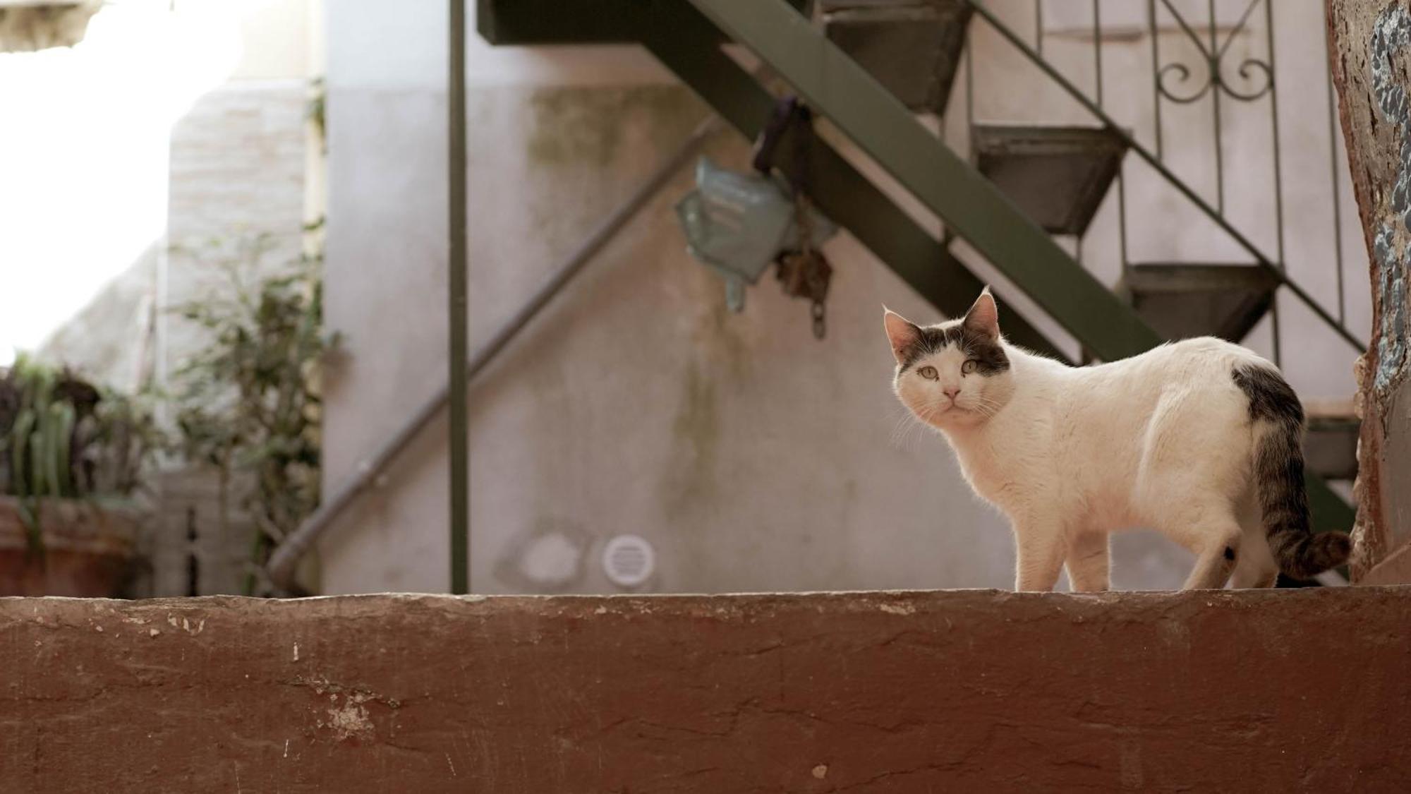 Апартаменты Casa Nel Borgo Dei Gatti Четара Экстерьер фото
